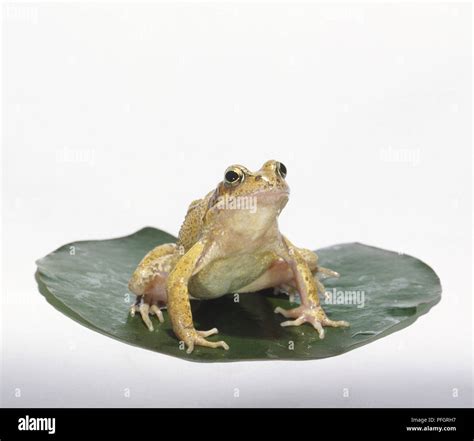 European Common Frog (Rana temporaria) sitting on a Lily pad, front ...