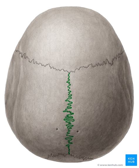 Calvaria - Anatomy, Bones and Sutures | Kenhub