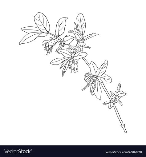 Drawing flowering branch of honeysuckle Royalty Free Vector