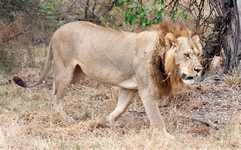 Unravelling the mystery of Mmamoriri - the maned lioness - Africa ...