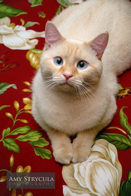 Flame Point Siamese Cat | Beautiful cats, Pretty cats, Cute cats