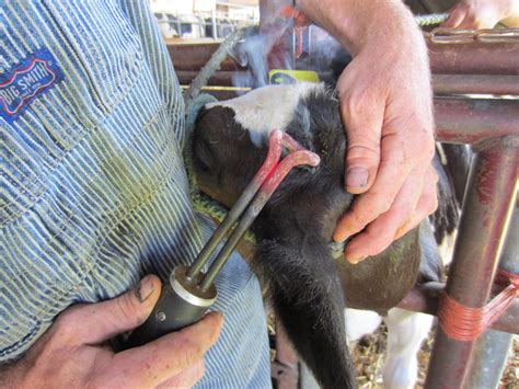 Dehorning Dairy Calves – Farmer Bloggers