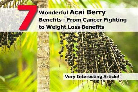 7 Wonderful Acai Berry Benefits - From Cancer Fighting to Weight Loss Benefits