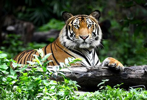 Interesting Tiger Facts & Information for Kids