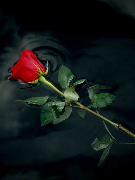 Single Rose Wallpapers - Top Free Single Rose Backgrounds - WallpaperAccess