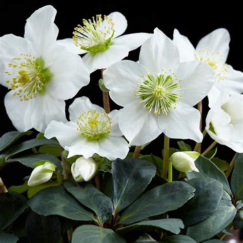 Buy Christmas rose Helleborus niger 'Christmas Carol'