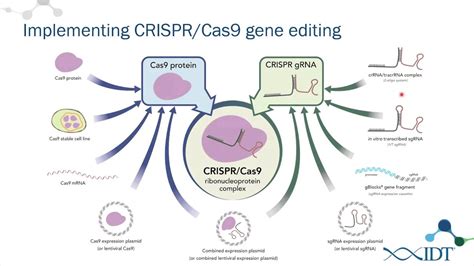 Systemic Nanoparticle Delivery Of Crispr Cas9 Ribonucleoproteins - ZOHAL