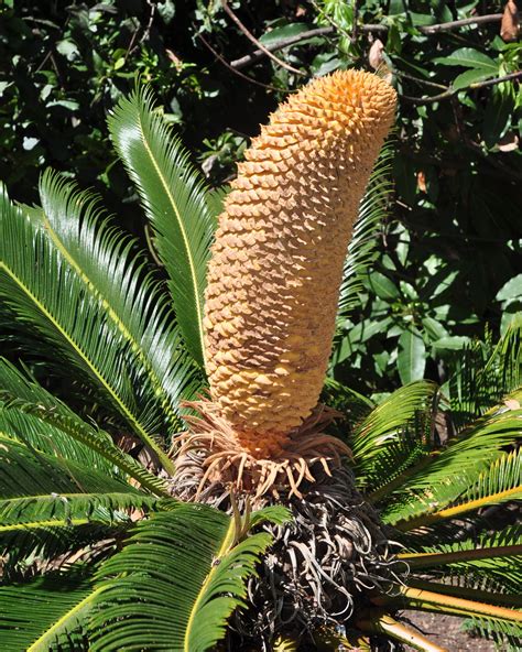 Cycas revoluta (Cycadaceae) image 47402 at PlantSystematics.org