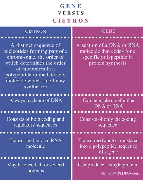 Difference Between Gene and Cistron - Pediaa.Com