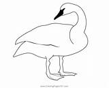 Trumpeter Swan Coloring Page For Kids  Free Swans And Geese Printable sketch template