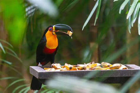 "Channel-Billed Toucan" Images – Browse 303 Stock Photos, Vectors, and Video | Adobe Stock