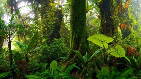 Rainforest S Pictures And Names - Infoupdate.org