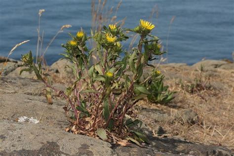 Grindelia - Alchetron, The Free Social Encyclopedia