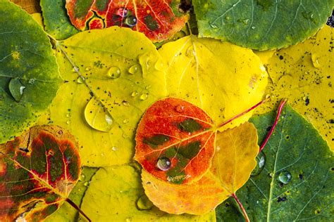 Fall Aspen Tree Leaves Photograph by Teri Virbickis - Fine Art America