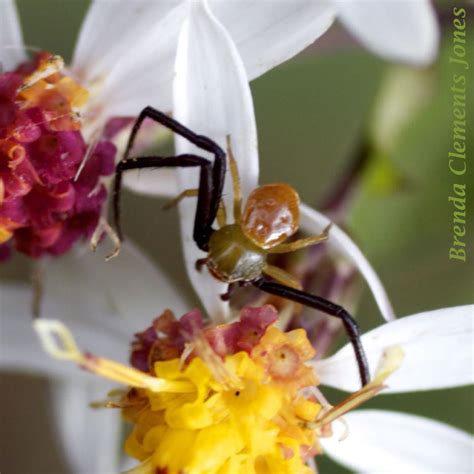 White-banded Crab Spider