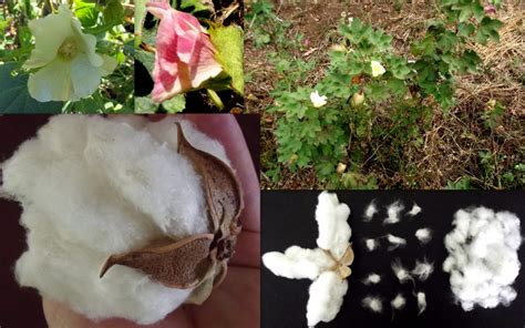 Cotton Levant Gossypium Herbaceum Seeds | Fair Dinkum Seeds