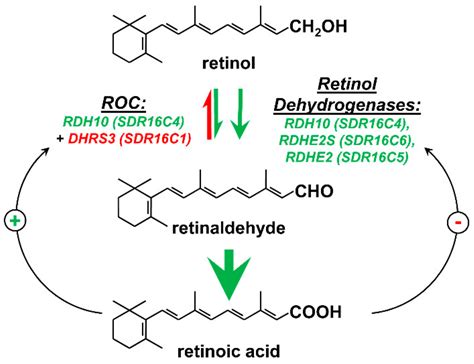 Biomolecules | Free Full-Text | Generation of Retinaldehyde for ...