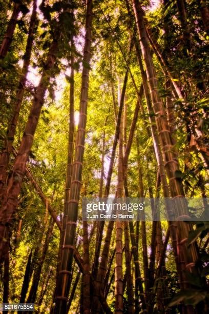 203 Botanical Garden Of Medellín Stock Photos, High-Res Pictures, and Images - Getty Images