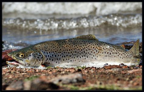 19" German Brown Trout | Flickr - Photo Sharing!