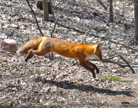 30 best Wildlife on the Appalachian Trail images on Pinterest ...