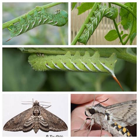 Manduca quinquemaculata, the five-spotted hawkmoth, is a brown and gray ...