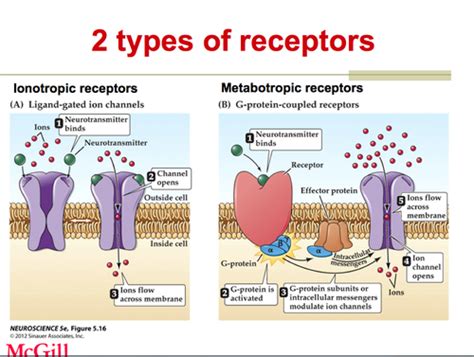 Ionotropic Receptor (Ligand-Gated Channel Receptor) Flashcards | Quizlet