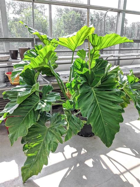 Elephant Ear Plant Care Guide: Growing Colocasia, Alocasia, and More in 2021 | Elephant ear ...