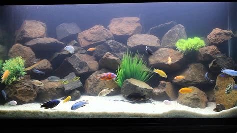 setup idea for cichlid lovers - YouTube