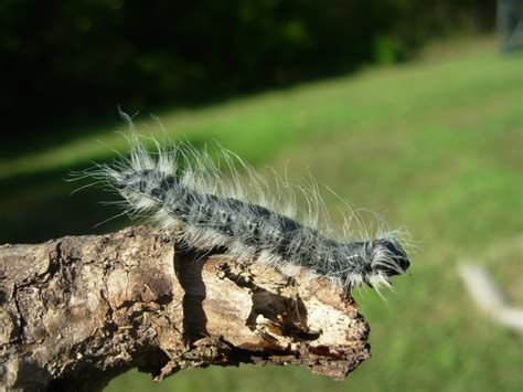 Springfield Plateau: Walnut Caterpillars