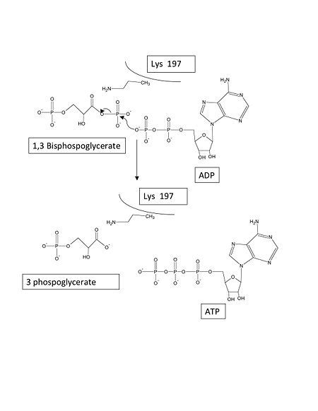 Phosphoglycerate kinase - Alchetron, the free social encyclopedia