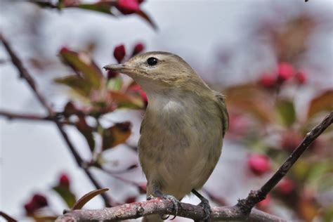 Warbling Vireo - East Cascades Audubon Society