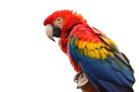 macaws animals beak birds colorful feathers parrot red white wildlife ...