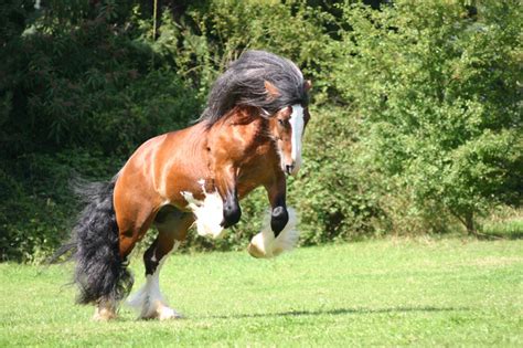 Dancing Horse Fresh Wallpapers 2013 | Beautiful And Dangerous Animals/Birds Hd Wallpapers