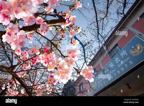 The Alishan cherry blossoms, Chiayi, Taiwan Stock Photo - Alamy