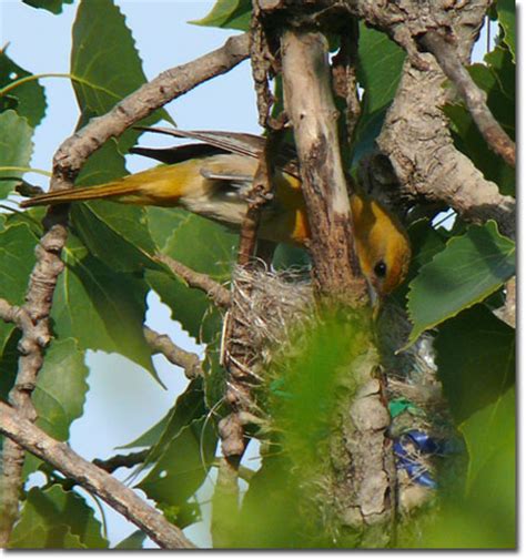 Backyard Bird Cam - Baltimore Oriole - nest