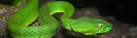 Green viper - wildlife 4K wallpaper download