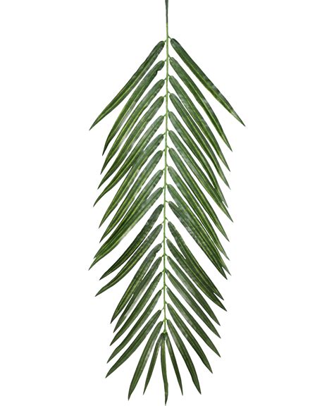 Plant Opacity Texture mapping Leaf - palm leaves png download - 1260* ...