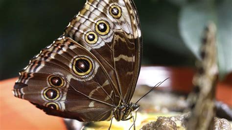 Audubon Butterfly Garden, Insectarium moving locations