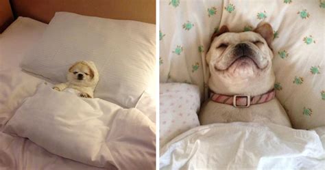 50 Sleepy Dogs Who’re Definitely Not Letting You Sleep In Your Bed Tonight | Bored Panda