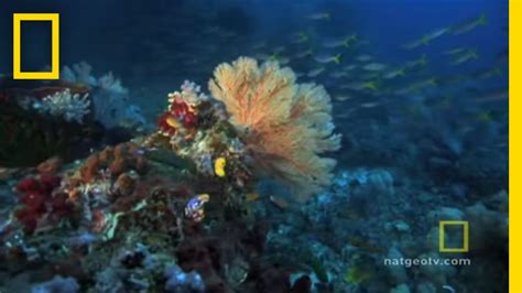 Great Barrier Reef | Exploring Oceans - YouTube