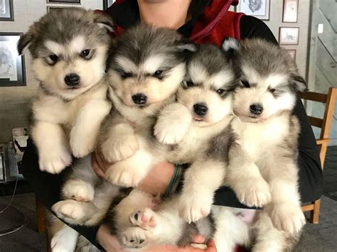 Baby floofs : r/AlaskanMalamute