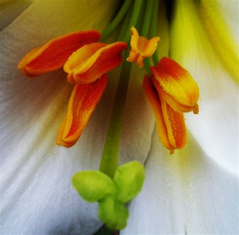 B&D Lilies Garden Blog: Help... Winter Lily Pollen Stains!