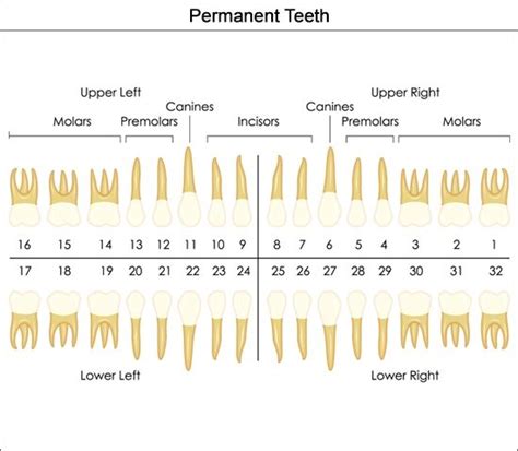 Dental Charts to Understand Tooth Numbering System | Tooth chart, Dental hygiene school, Dental ...