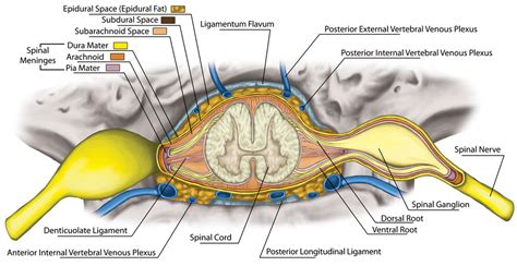 Spinal Cord Tissue Labeled