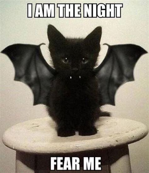 27 Seriously Cute And Funny Bat-Memes | Funny cute cats, Halloween memes, Funny halloween memes