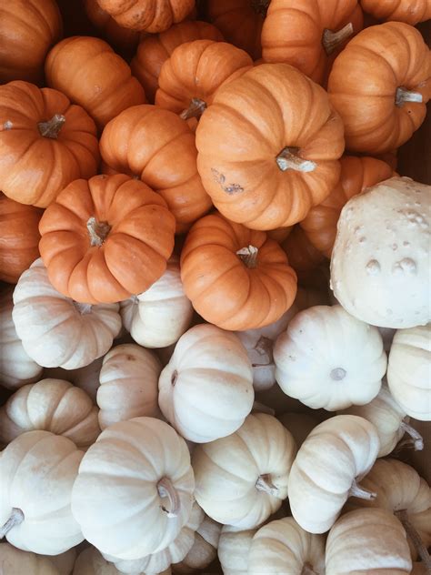 autumn vsco pics, white pumpkins, orange jack o lantern cute fall aesthetic | Pumpkin wallpaper ...