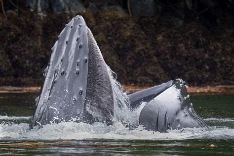 Do Humpback Whales Have Teeth? - Online Field Guide