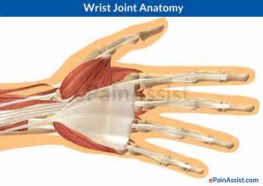 Anatomy Of The Wrist Joint | MedicineBTG.com