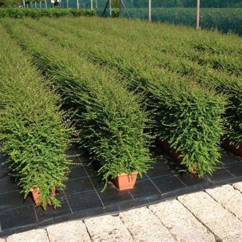 Buy Lonicera Hedge (Lonicera nitida) - Hedges Direct UK | Fast growing evergreens, Garden hedges ...