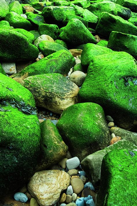 Rocks covered in seaweed and algae Photograph by Frank Giddings - Fine Art America